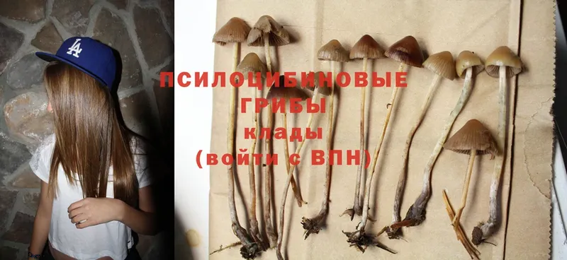 Галлюциногенные грибы Cubensis  ОМГ ОМГ ONION  Дрезна 